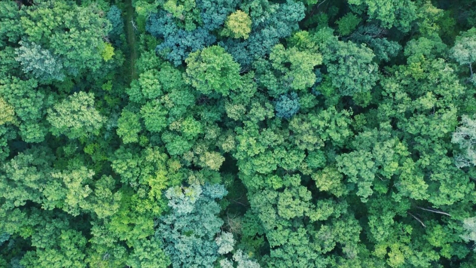 An arial view of a green forest with many trees and a path