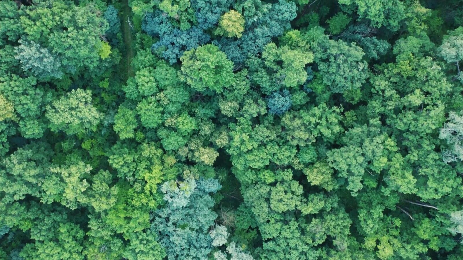 aerial view of densely packed green leafy trees