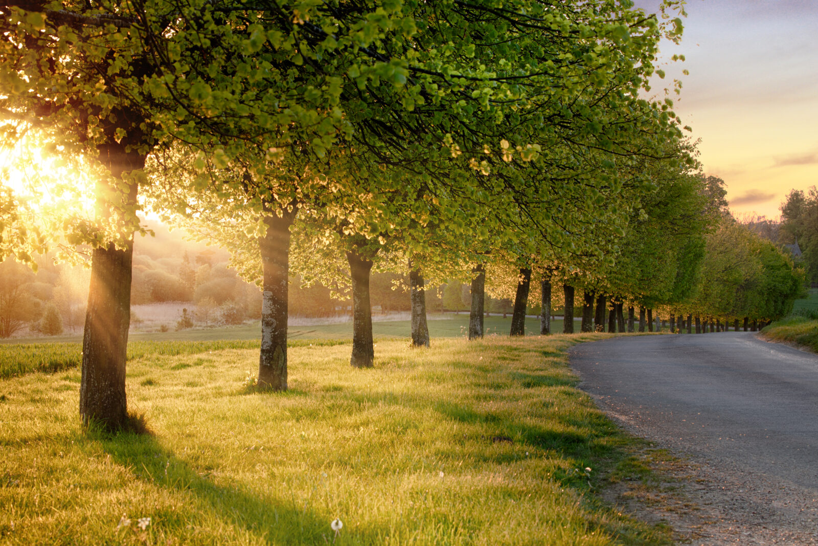 Beautiful line of trees along a rural road at sunset
