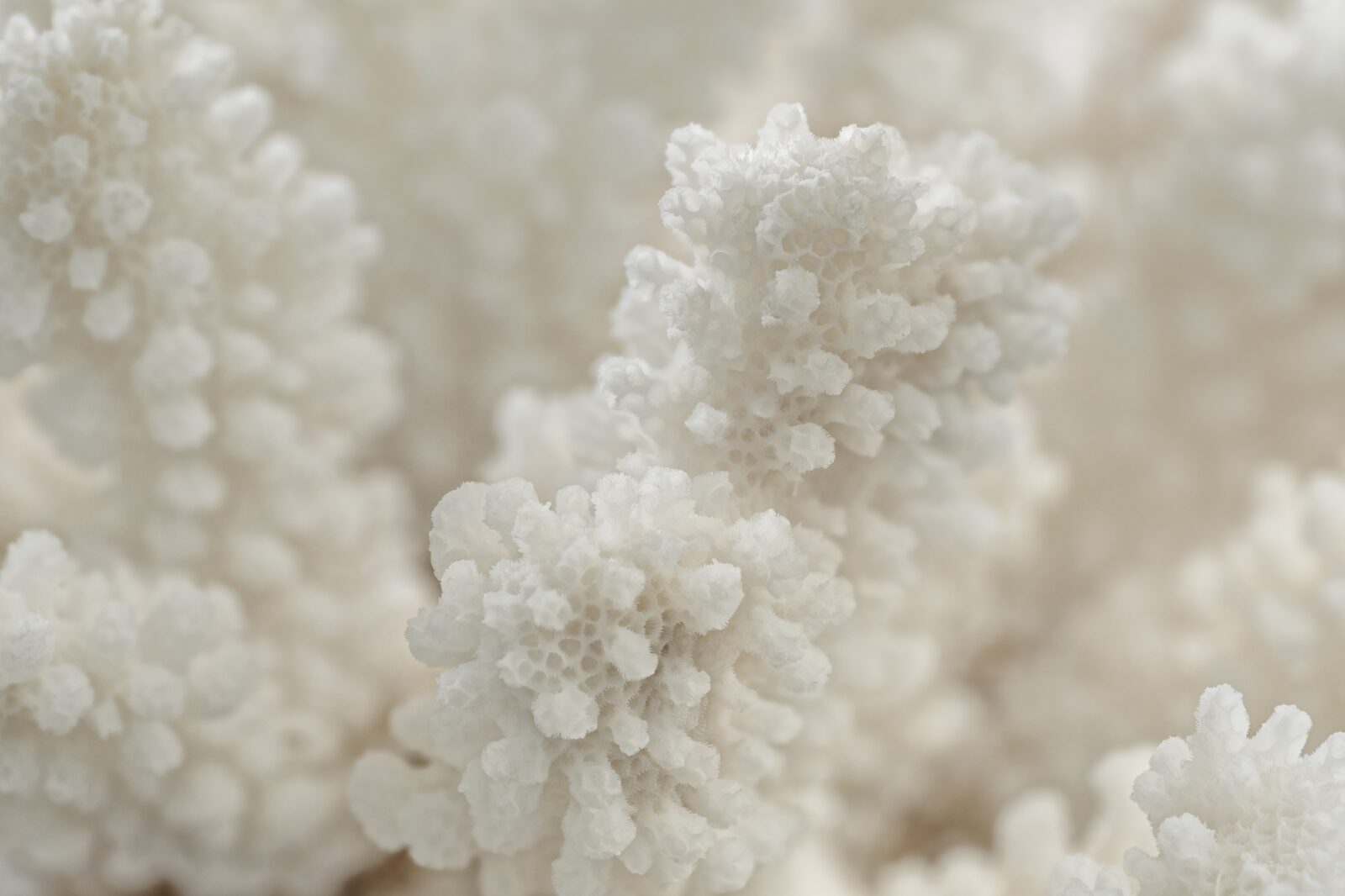 Decorative White Coral Branch Texture Close up