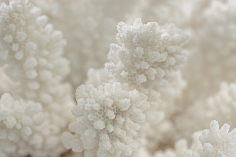 Decorative White Coral Branch Texture Close up