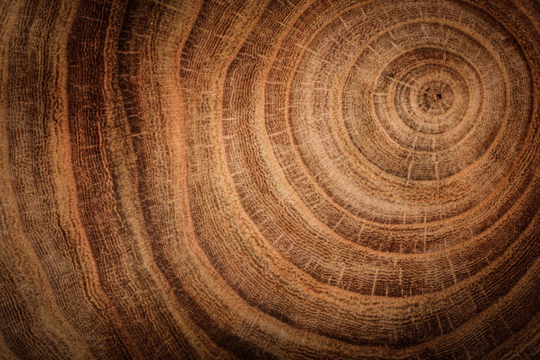 Stump Of Oak Tree Felled Section Of The Trunk Private wealth family business sector