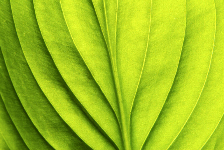 close up of a green leaf