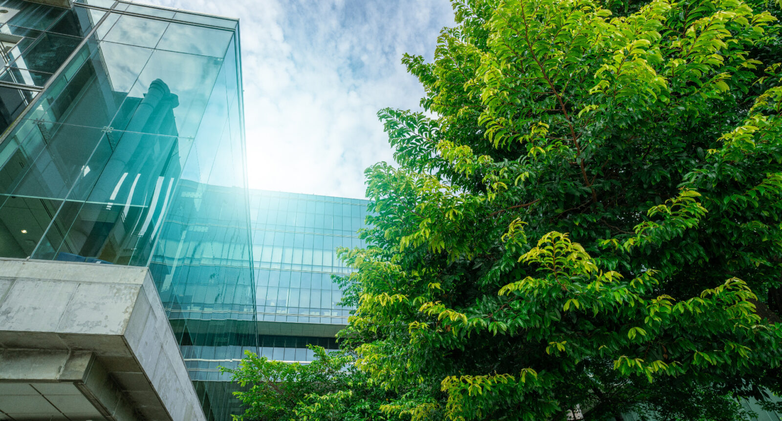 Ground-level shot of sustainable glass office building with trees