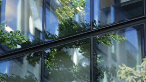 Trees in front of a modern glass high-rise building